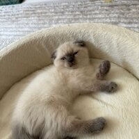 British Shorthair, Kedi  Prada fotoğrafı