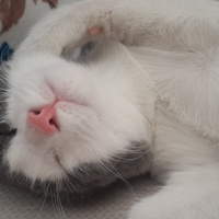 Tekir Kedi, Kedi  Leyla fotoğrafı