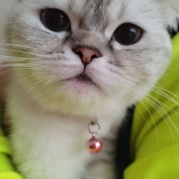 British Shorthair, Kedi  LOYA fotoğrafı