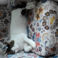 Norwegian Forest, Kedi  Berduş fotoğrafı
