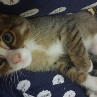 Tekir Kedi, Kedi  Prens fotoğrafı
