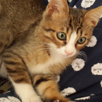 Tekir Kedi, Kedi  Prens fotoğrafı