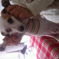 Jack Russell Terrier, Köpek  Nicka fotoğrafı