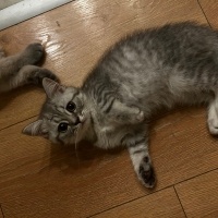 British Shorthair, Kedi  British shorthair yavrular fotoğrafı