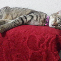 Tekir Kedi, Kedi  Zilli fotoğrafı