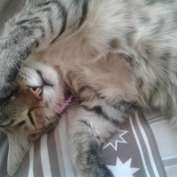 Tekir Kedi, Kedi  Zilli fotoğrafı