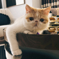 Exotic Shorthair, Kedi  Paşa fotoğrafı
