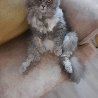 Scottish Fold, Kedi  Luna fotoğrafı
