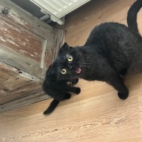 Scottish Fold, Kedi  Tokyo fotoğrafı