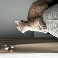 British Shorthair, Kedi  Mimi fotoğrafı