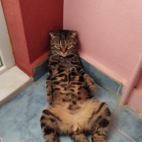 Bengal, Kedi  Paşa fotoğrafı