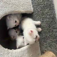Exotic Shorthair, Kedi  Tina fotoğrafı