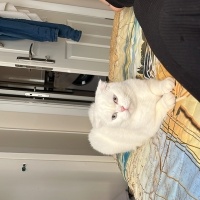 British Shorthair, Kedi  Mila fotoğrafı