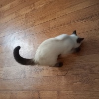 Siyam Kedisi, Kedi  Tarçın fotoğrafı