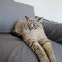 British Shorthair, Kedi  Milky fotoğrafı