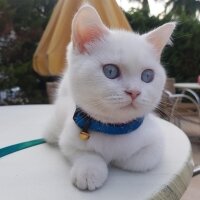 British Shorthair, Kedi  Jellybaby junior fotoğrafı