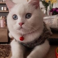 British Shorthair, Kedi  Jellybaby junior fotoğrafı