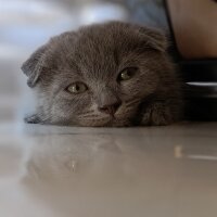 Scottish Fold, Kedi  Duman fotoğrafı