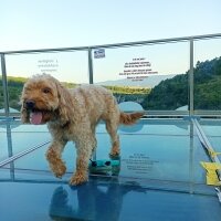 Poodle(Standart Kaniş), Köpek  Alice fotoğrafı