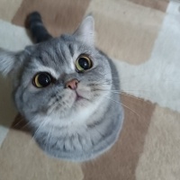 British Shorthair, Kedi  Duman fotoğrafı