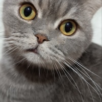 British Shorthair, Kedi  Duman fotoğrafı