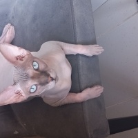 Sphynx, Kedi  ELON fotoğrafı