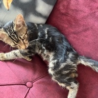 Soke, Kedi  HAŞMET fotoğrafı