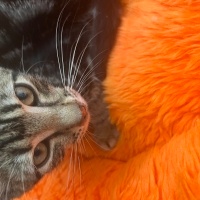 Soke, Kedi  HAŞMET fotoğrafı
