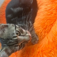 Soke, Kedi  HAŞMET fotoğrafı