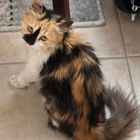 Tekir Kedi, Kedi  Balım fotoğrafı