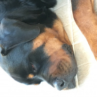 Rottweiler, Köpek  Viski fotoğrafı