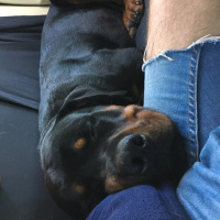 Rottweiler, Köpek  Viski fotoğrafı