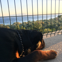 Rottweiler, Köpek  Viski fotoğrafı