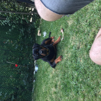 Rottweiler, Köpek  Viski fotoğrafı
