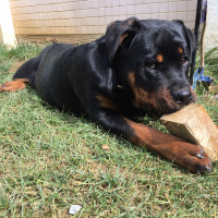 Rottweiler, Köpek  Viski fotoğrafı