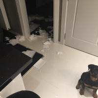 Rottweiler, Köpek  Viski fotoğrafı