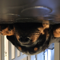 Rottweiler, Köpek  Viski fotoğrafı