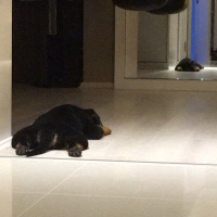 Rottweiler, Köpek  Viski fotoğrafı