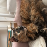 Tekir Kedi, Kedi  Gofret fotoğrafı