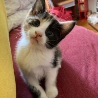Tekir Kedi, Kedi  Gofret fotoğrafı