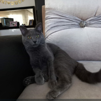 Tekir Kedi, Kedi  Luna fotoğrafı