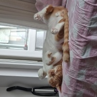 Tekir Kedi, Kedi  Mestan fotoğrafı