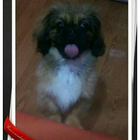 Pekingese, Köpek  Lofi fotoğrafı