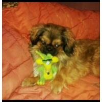 Pekingese, Köpek  Lofi fotoğrafı