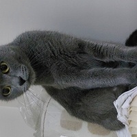 British Shorthair, Kedi  Muezza fotoğrafı