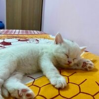 British Shorthair, Kedi  Ponçik fotoğrafı