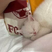 British Shorthair, Kedi  Ponçik fotoğrafı