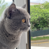 British Shorthair, Kedi  Şakir fotoğrafı