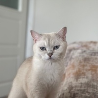British Shorthair, Kedi  Barbi fotoğrafı