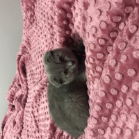 Scottish Fold, Kedi  Misha fotoğrafı